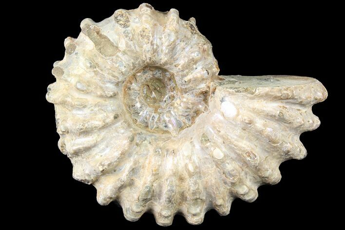 Bumpy Douvilleiceras Ammonite - Madagascar #79131